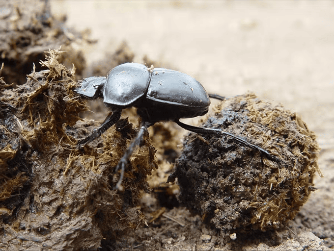 Dung beetle rolling dung