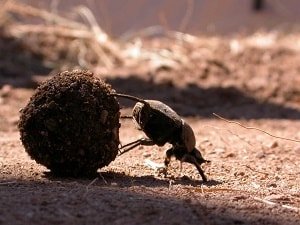 Beetle rolling dung