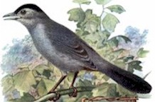 Mockingbird