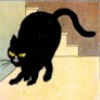 black cat