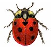 Ladybug
