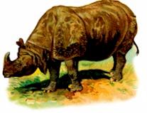 Primitive rhino