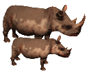 Rhinos